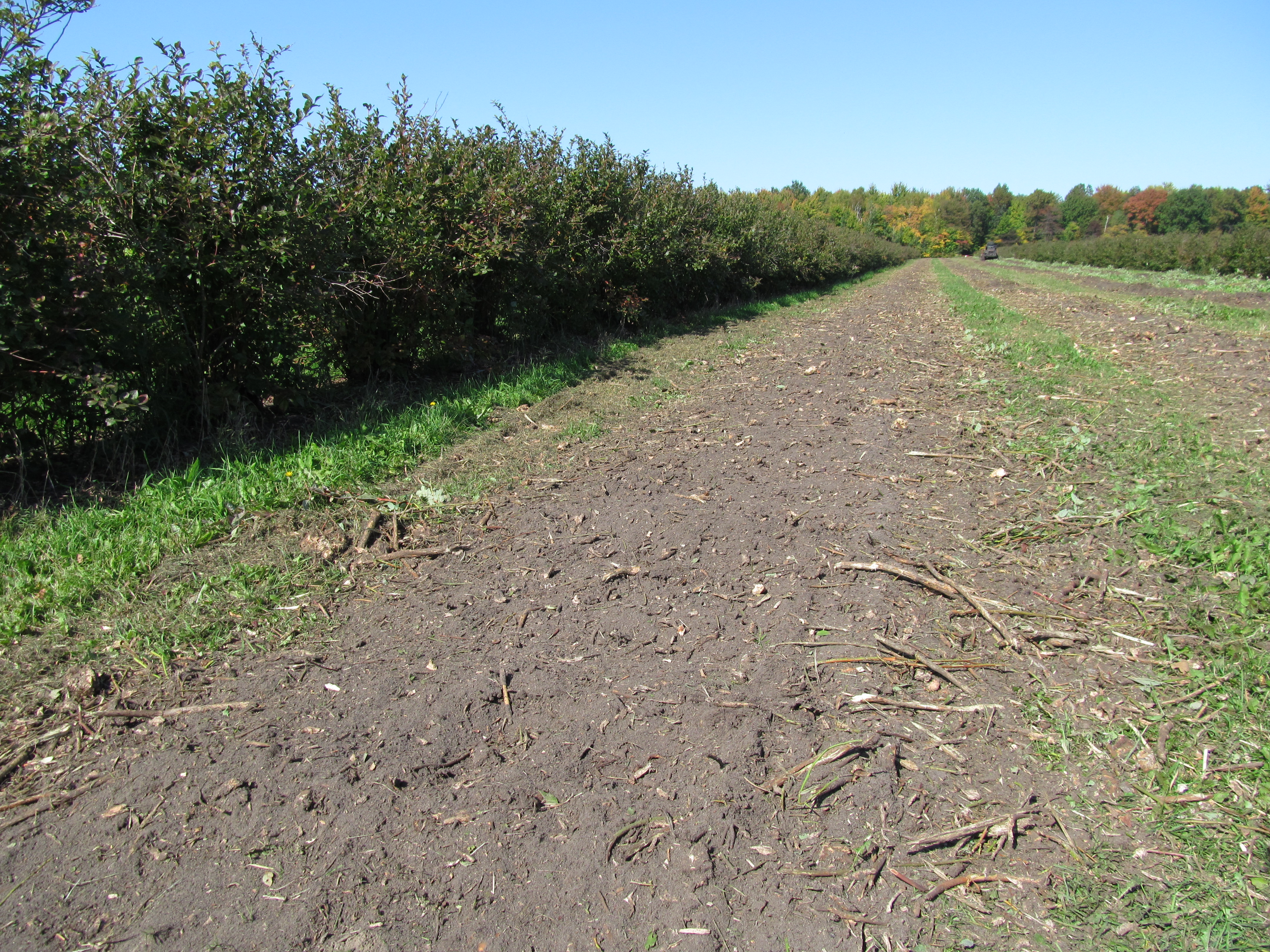 A blueberry orchard after removing blueberry plants.
